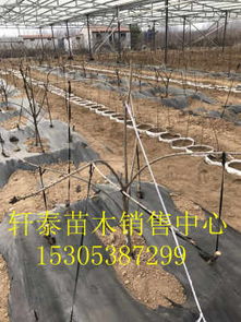 紅燈櫻桃苗 高產(chǎn)特性與生態(tài)建材銷售的協(xié)同發(fā)展